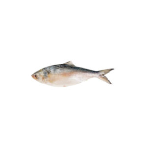 HILSHA FISH