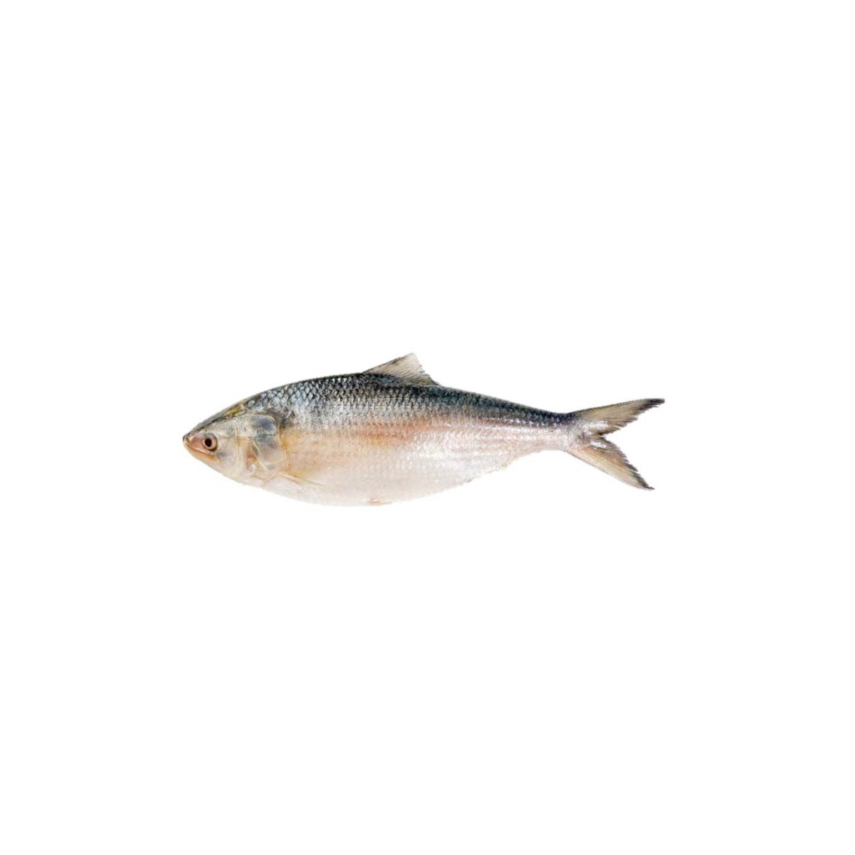 HILSHA FISH